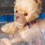 Somewhat worn teddy bear in a window